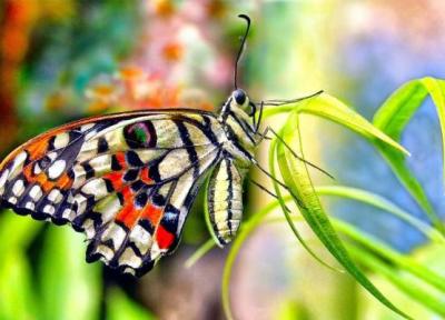مجذوب کننده ترین گونه های پروانه و بید ساکن هند