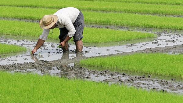 قرار دادی شدن کشت برنج در استان های شمالی کشور